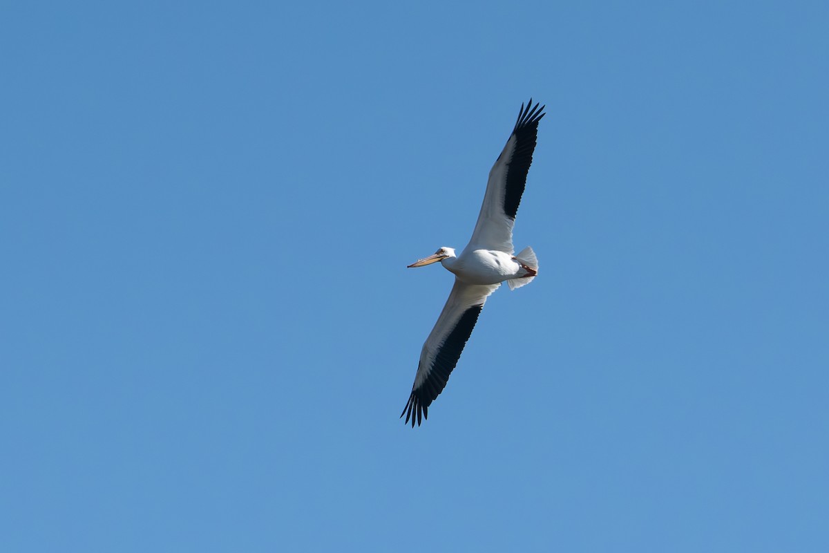 American White Pelican - ML632177670