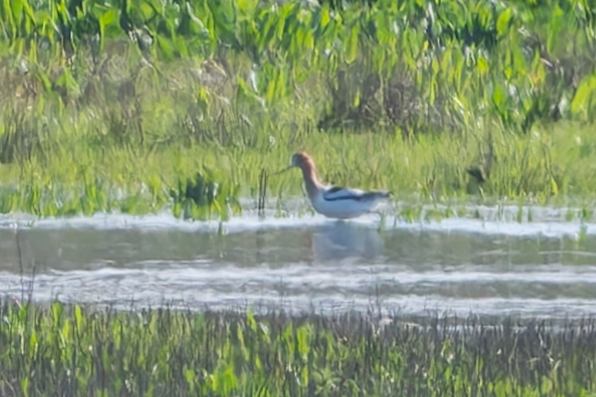 American Avocet - ML632177691