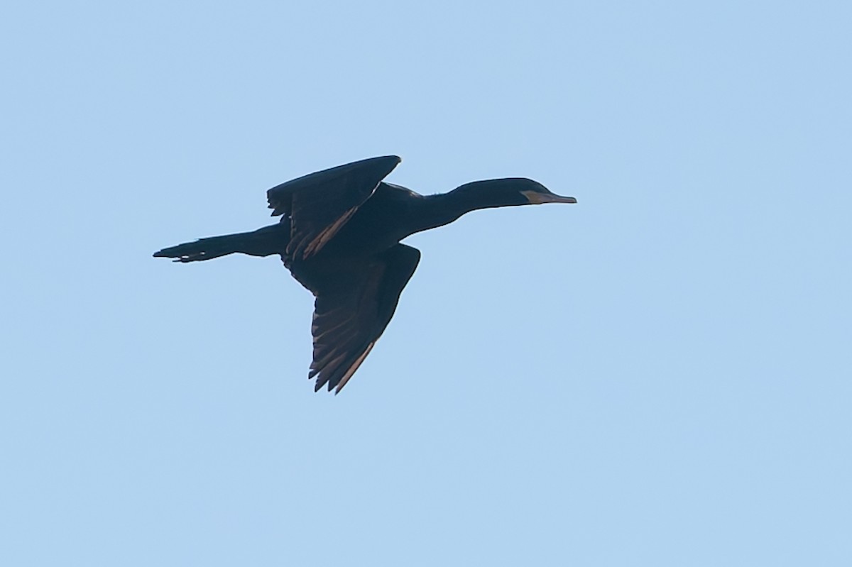 Neotropic Cormorant - ML632177699