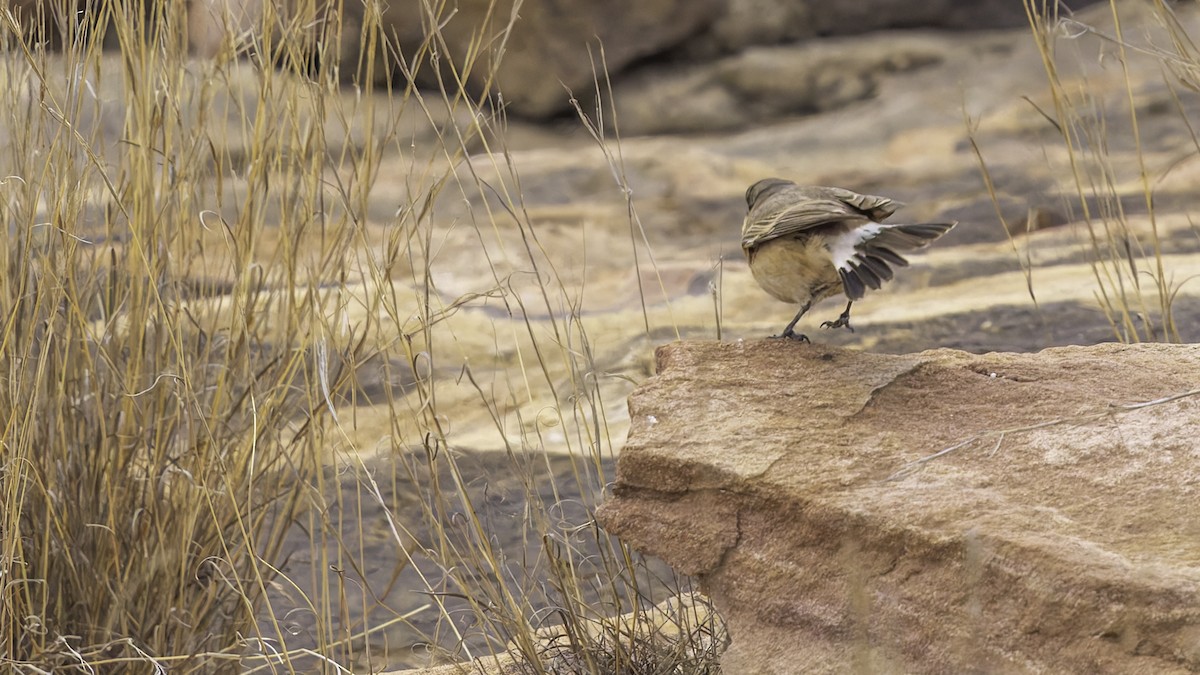 Buff-breasted Wheatear - ML632177790