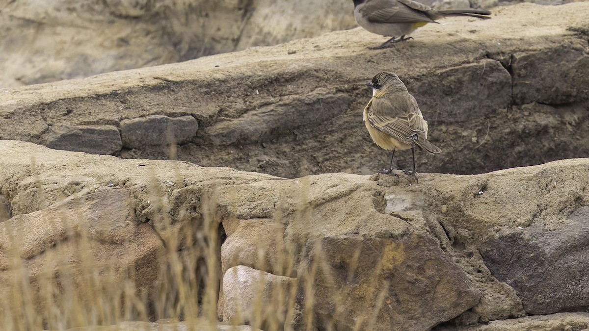 Buff-breasted Wheatear - ML632177793