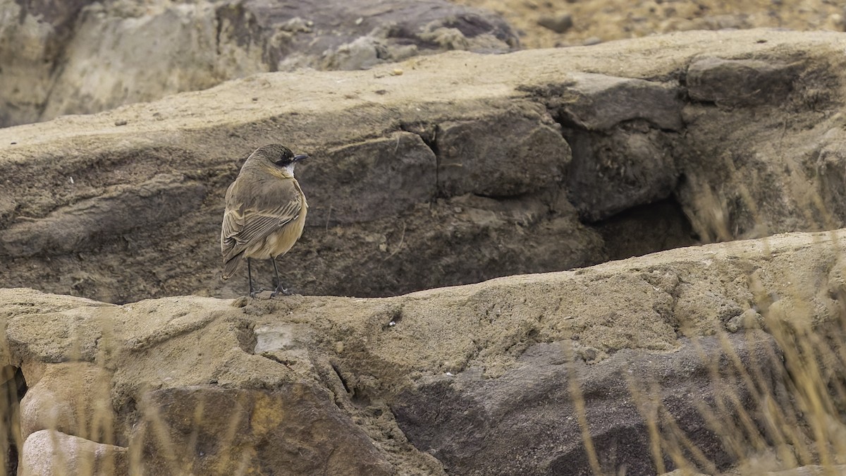 Buff-breasted Wheatear - ML632177794