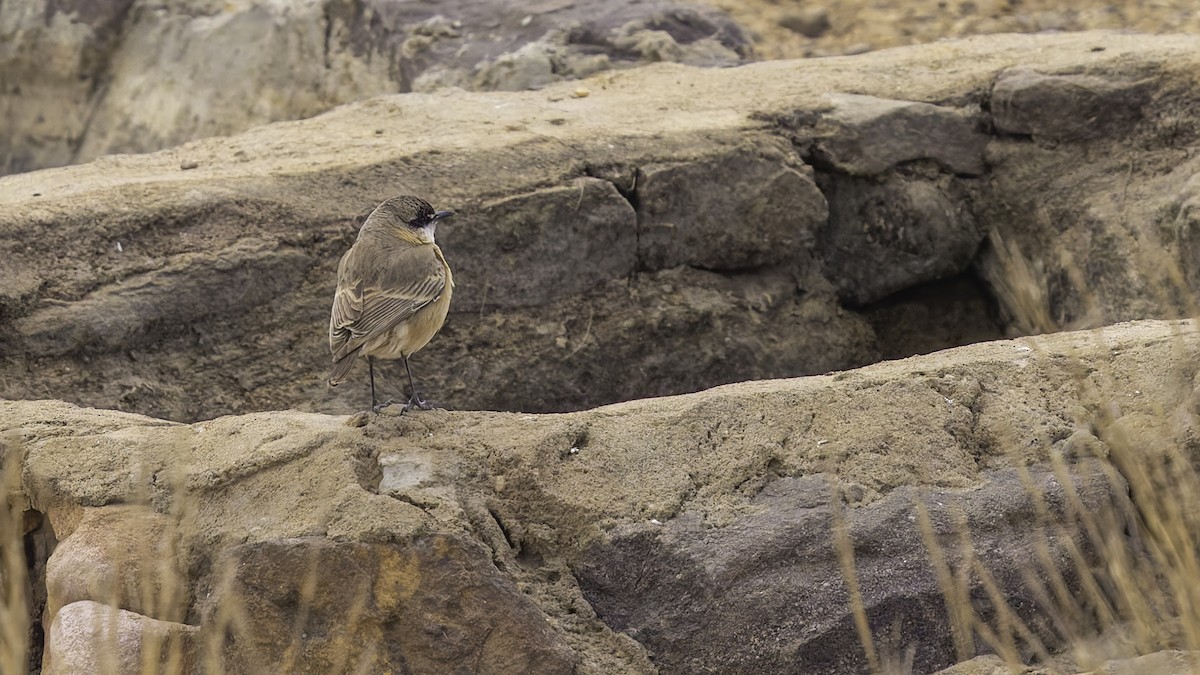 Buff-breasted Wheatear - ML632177795