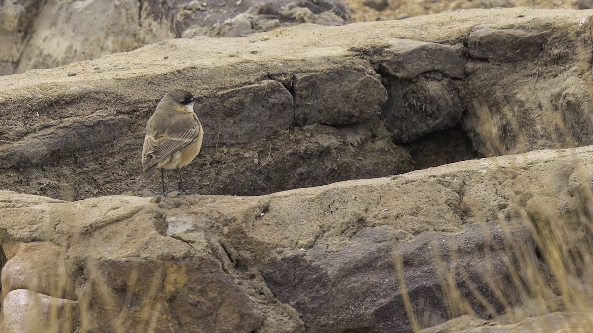 Buff-breasted Wheatear - ML632177796