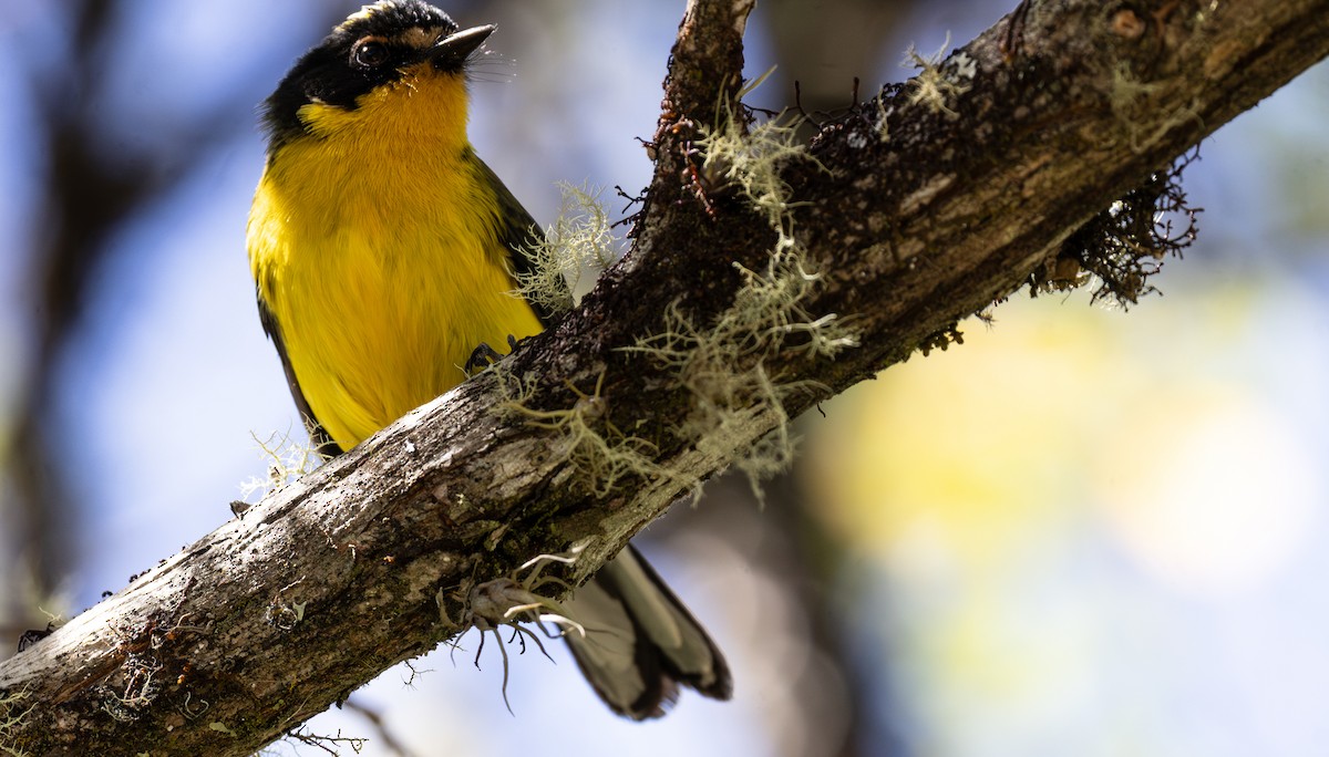 Yellow-crowned Redstart - ML632177831
