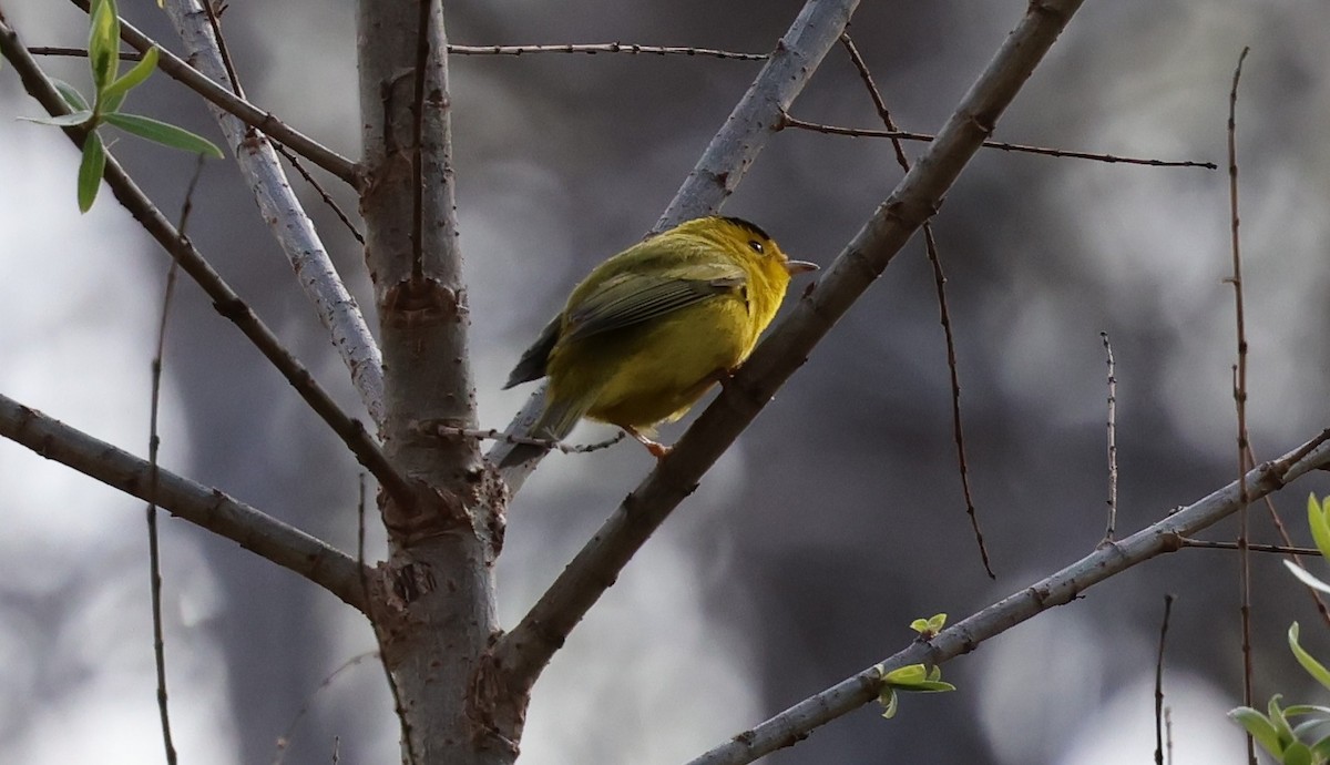 Wilson's Warbler - ML632177832