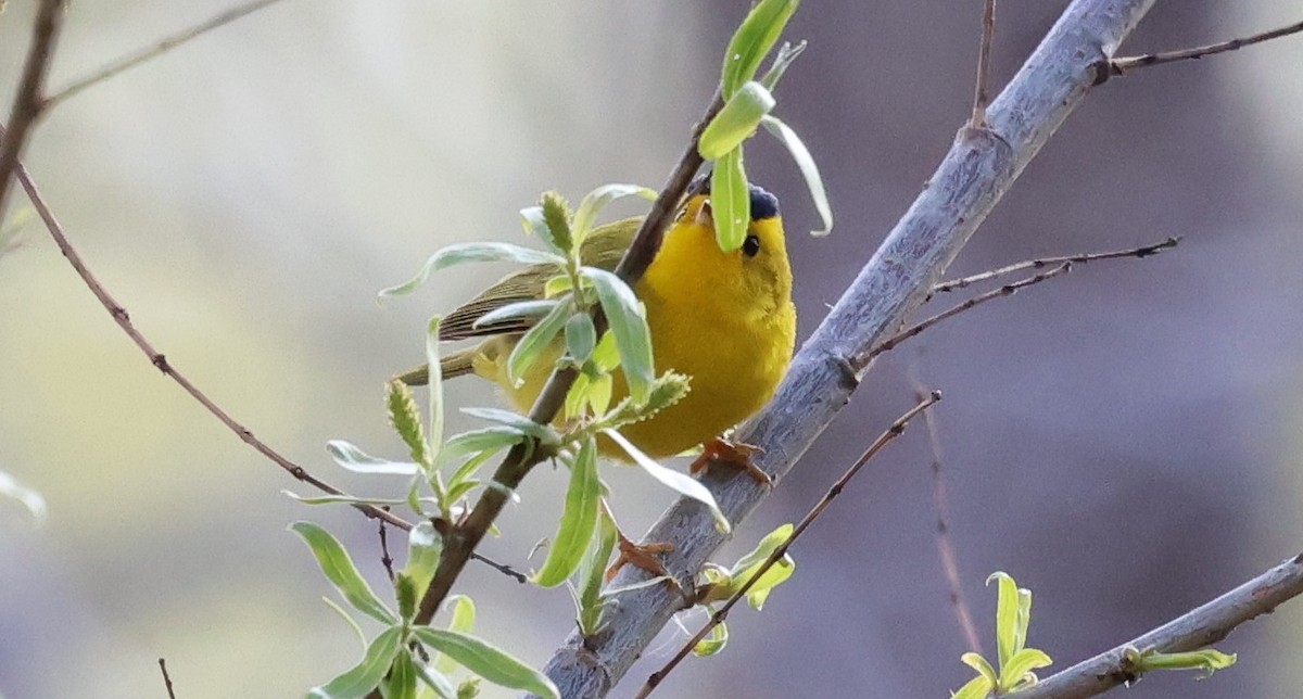 Wilson's Warbler - ML632177835
