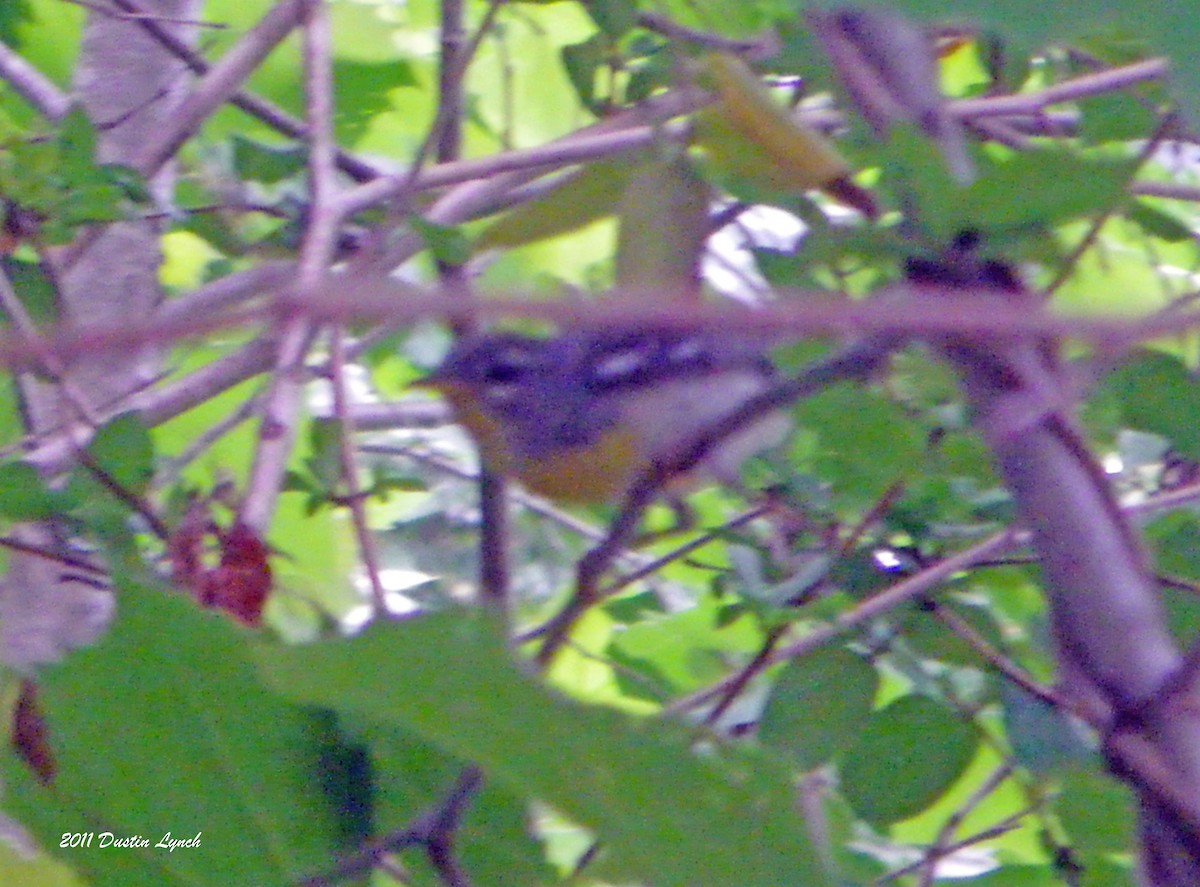 Northern Parula - ML632177907