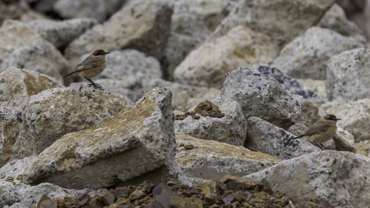 Buff-breasted Wheatear - ML632177928