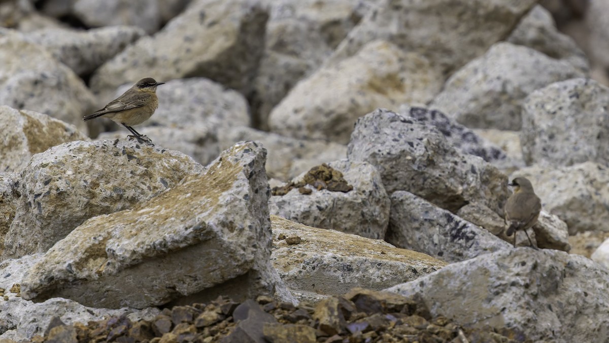 Buff-breasted Wheatear - ML632177929