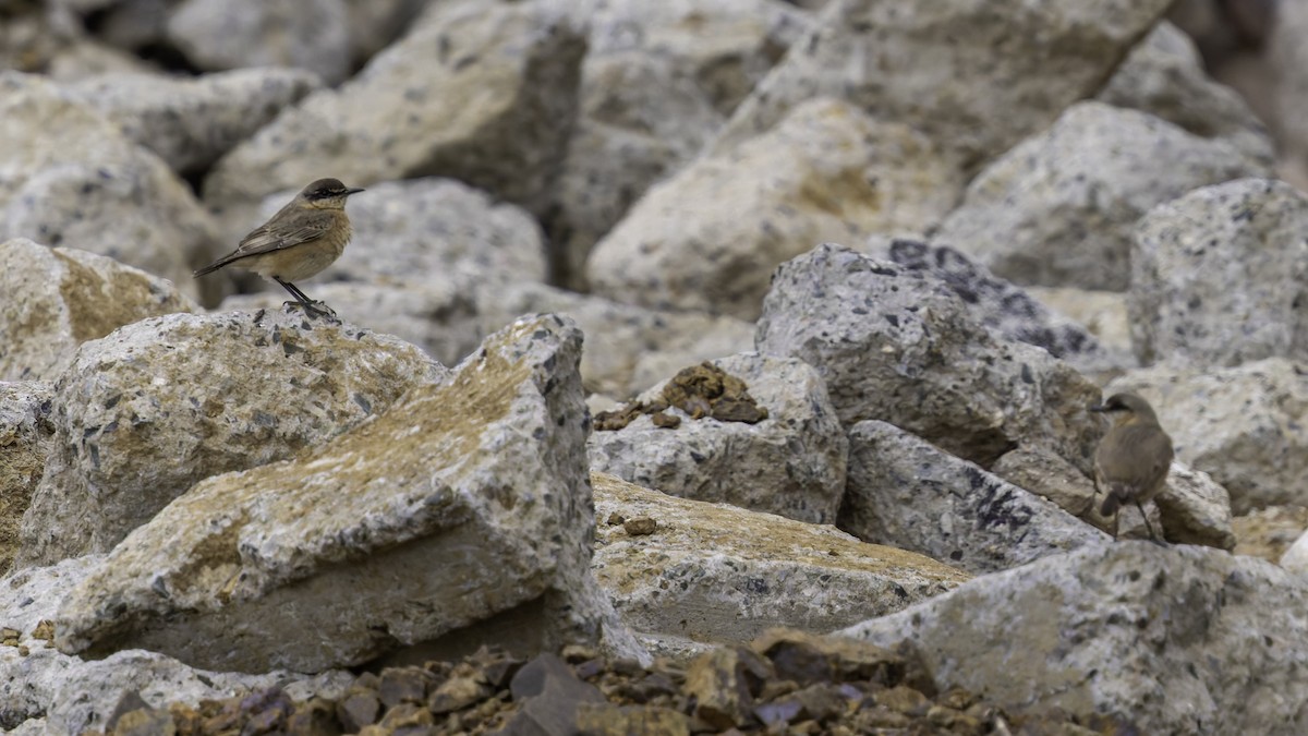Buff-breasted Wheatear - ML632177930