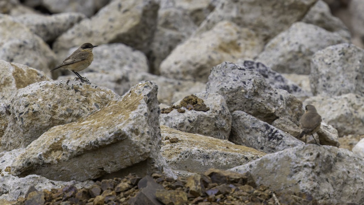 Buff-breasted Wheatear - ML632177931