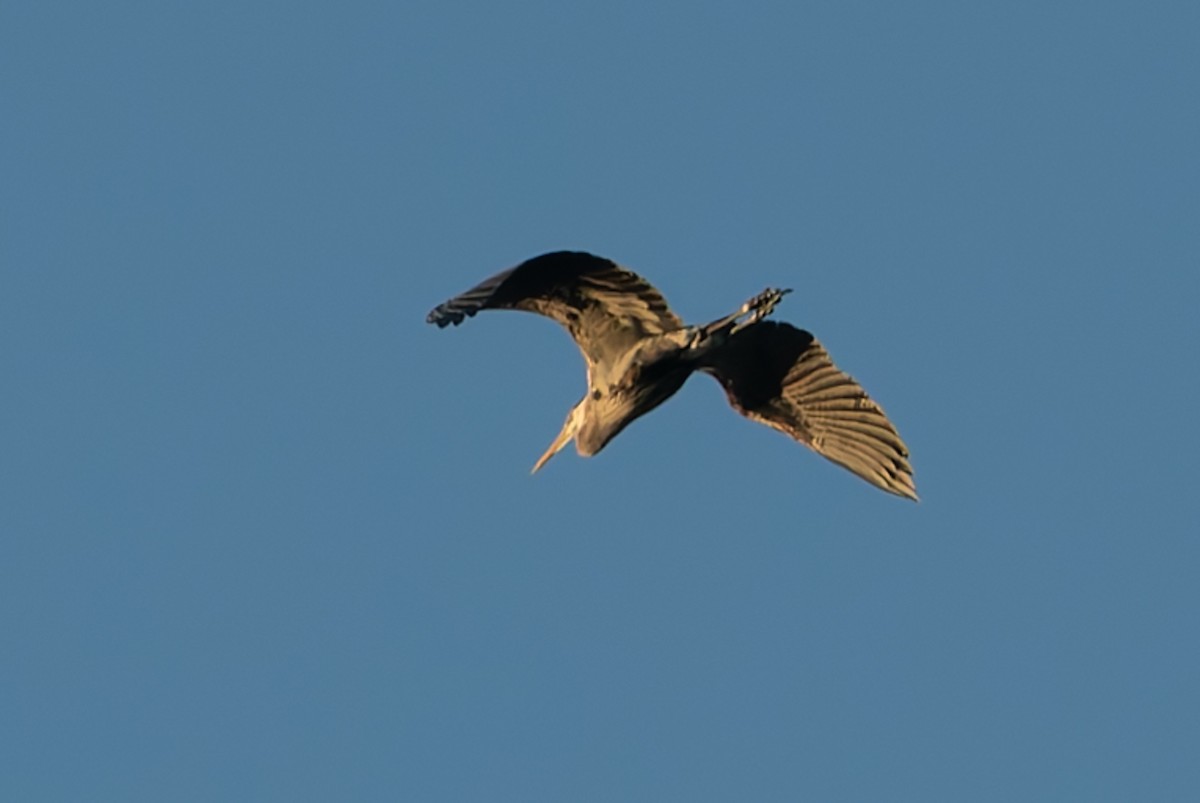 Great Blue Heron - ML632177984