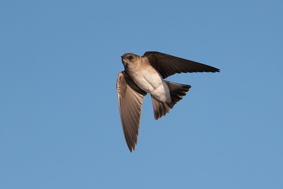 Northern Rough-winged Swallow - ML632178022