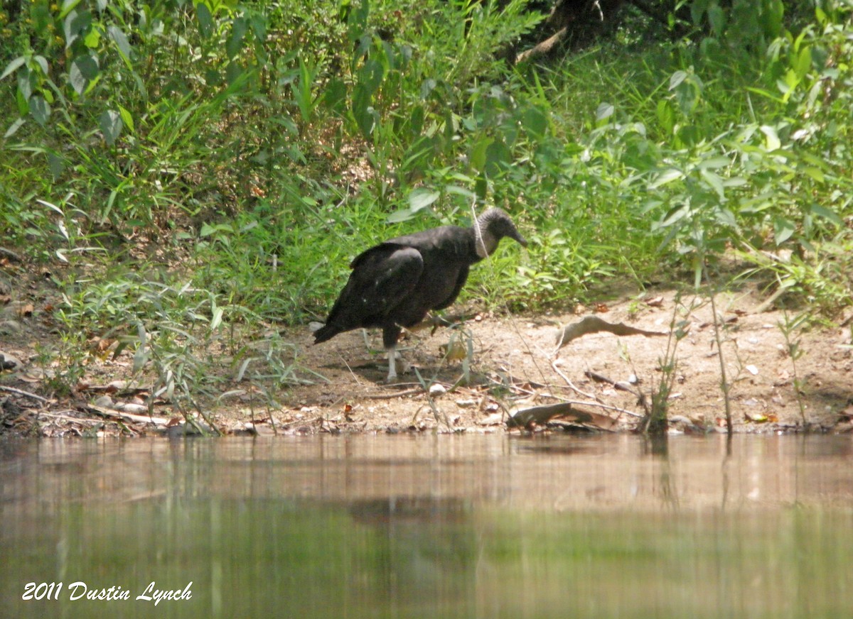 Black Vulture - ML632178058