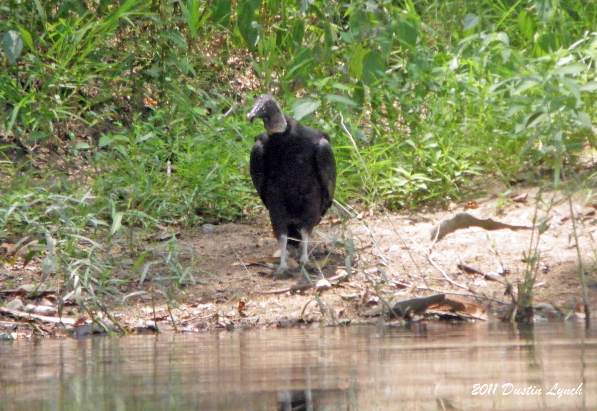 Black Vulture - ML632178059