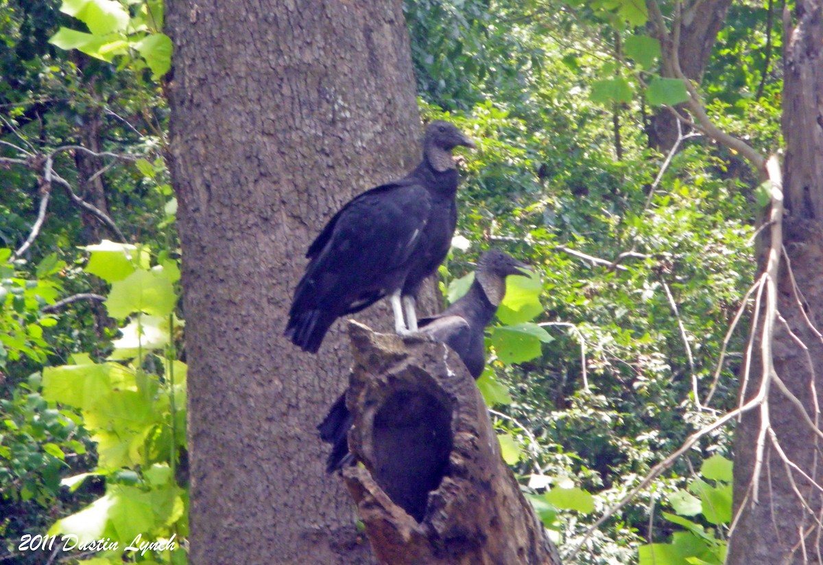 Black Vulture - ML632178060