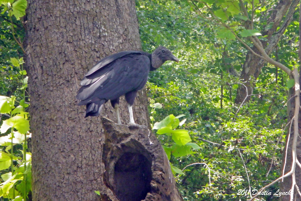 Black Vulture - ML632178061