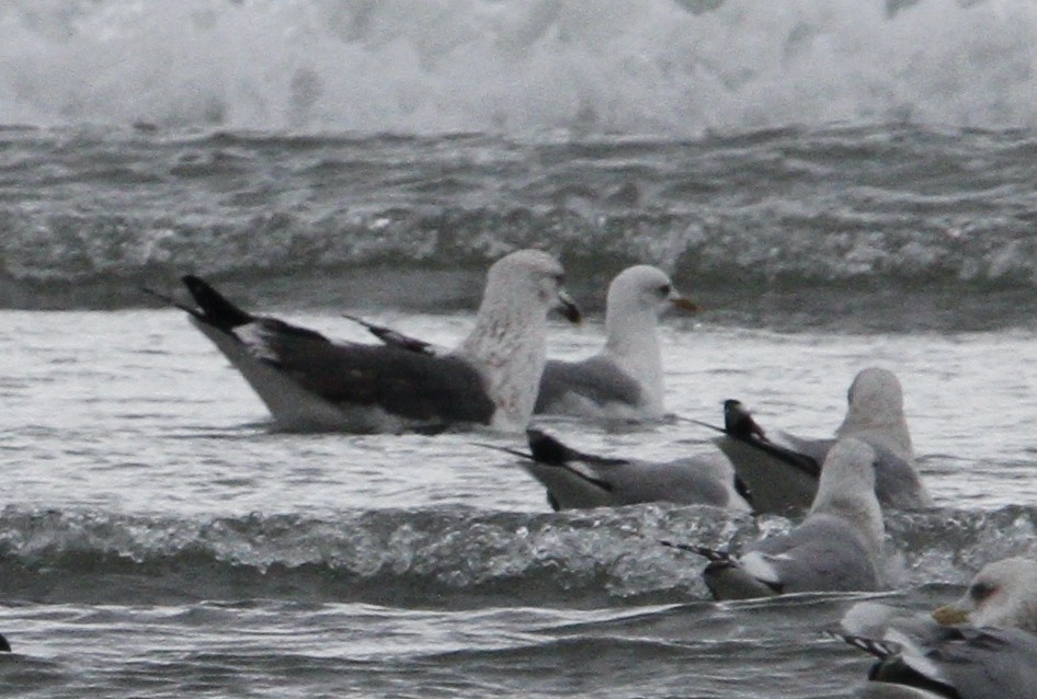 Lesser Black-backed Gull - ML632178132