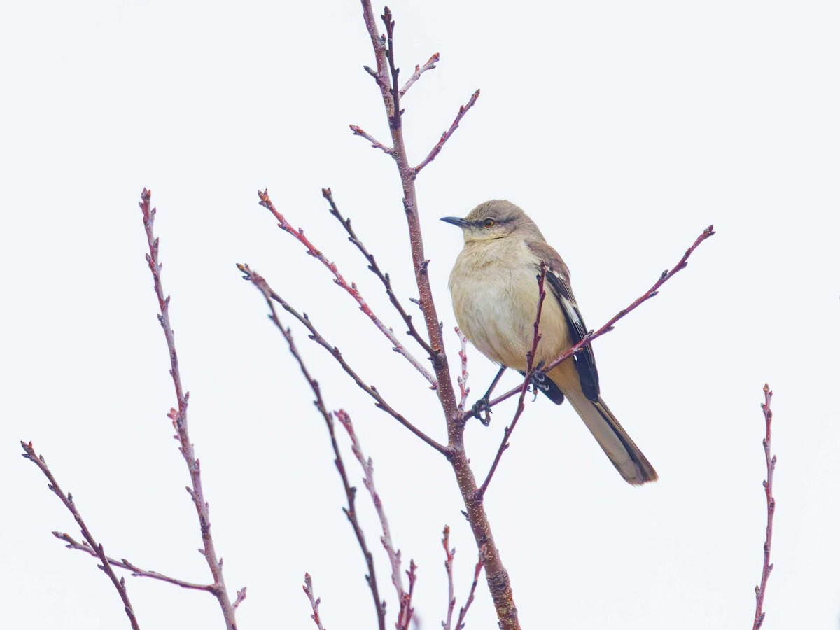 Northern Mockingbird - ML632178217