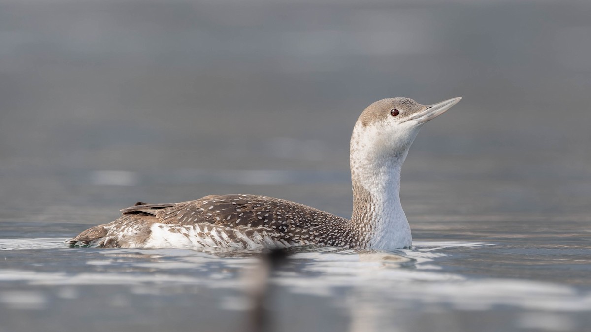 Red-throated Loon - ML632178280