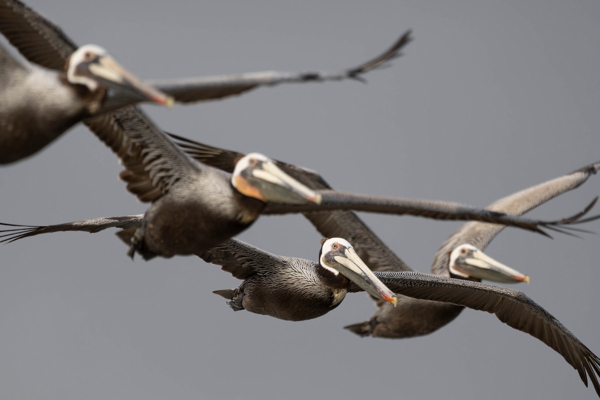 Brown Pelican - ML632178293