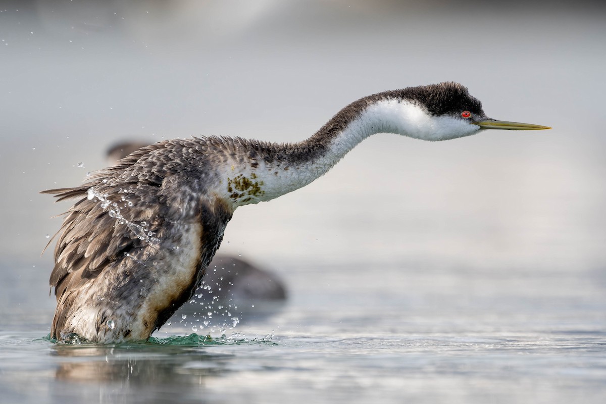 Western Grebe - ML632178297