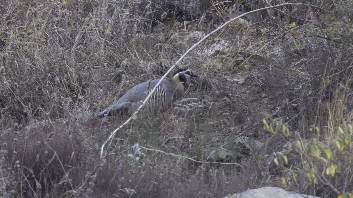 Arabian Partridge - ML632178421