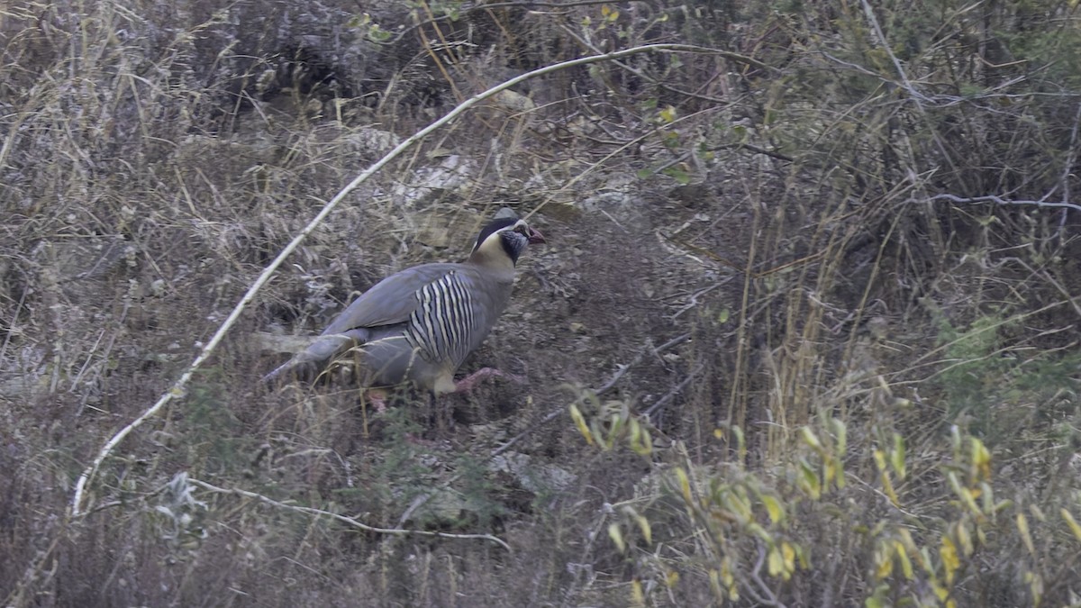 Arabian Partridge - ML632178422