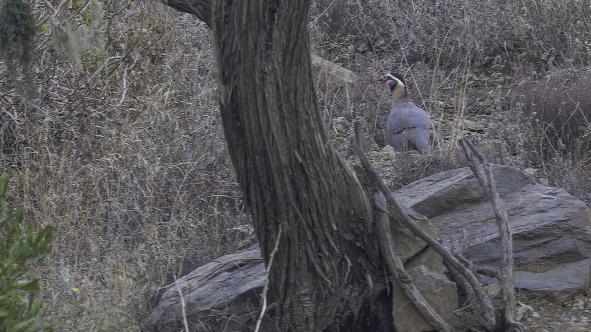 Arabian Partridge - ML632178423