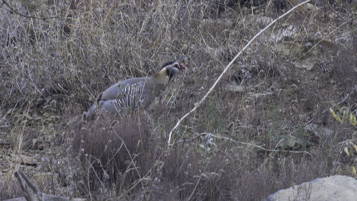 Arabian Partridge - ML632178425