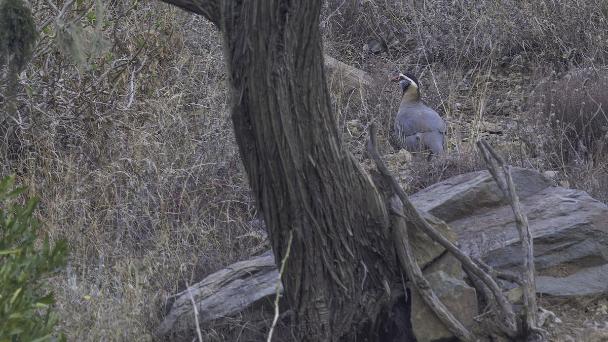 Arabian Partridge - ML632178428