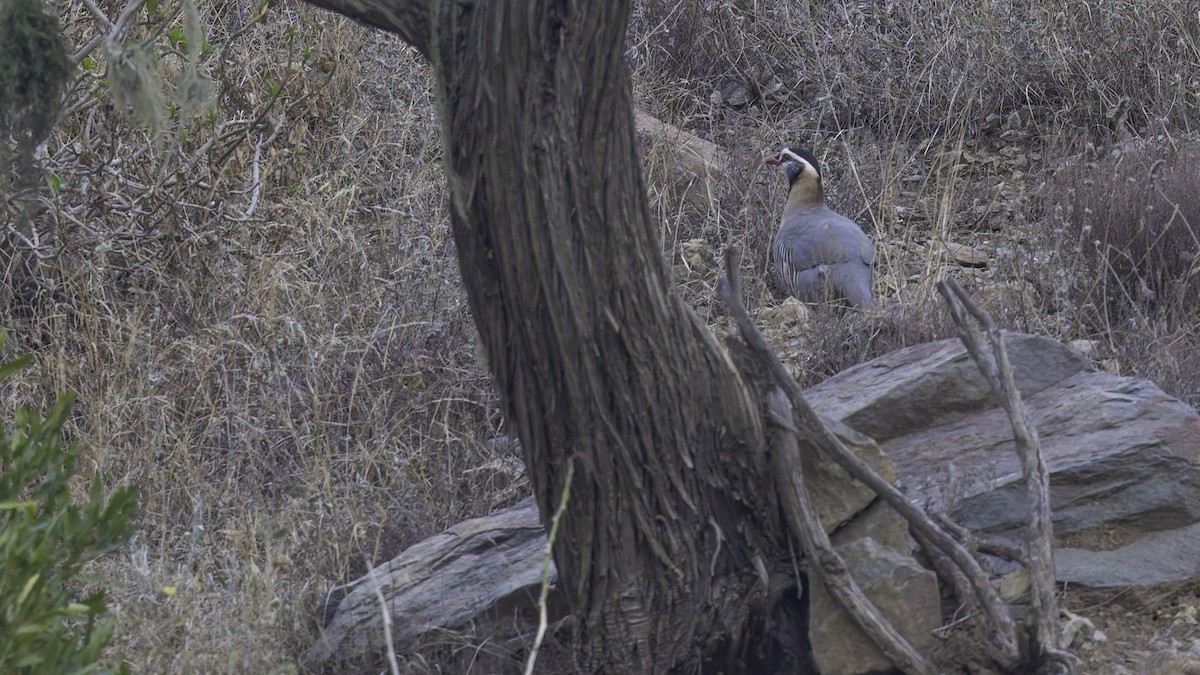Arabian Partridge - ML632178429