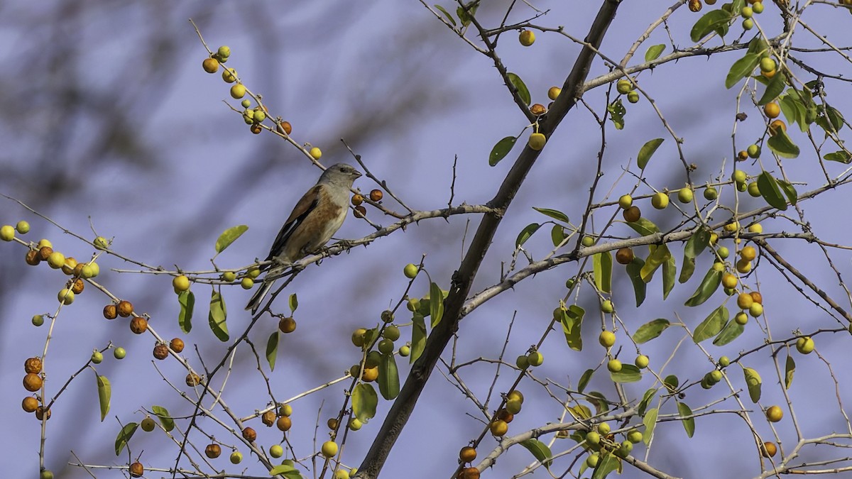 Yemen Linnet - ML632178470