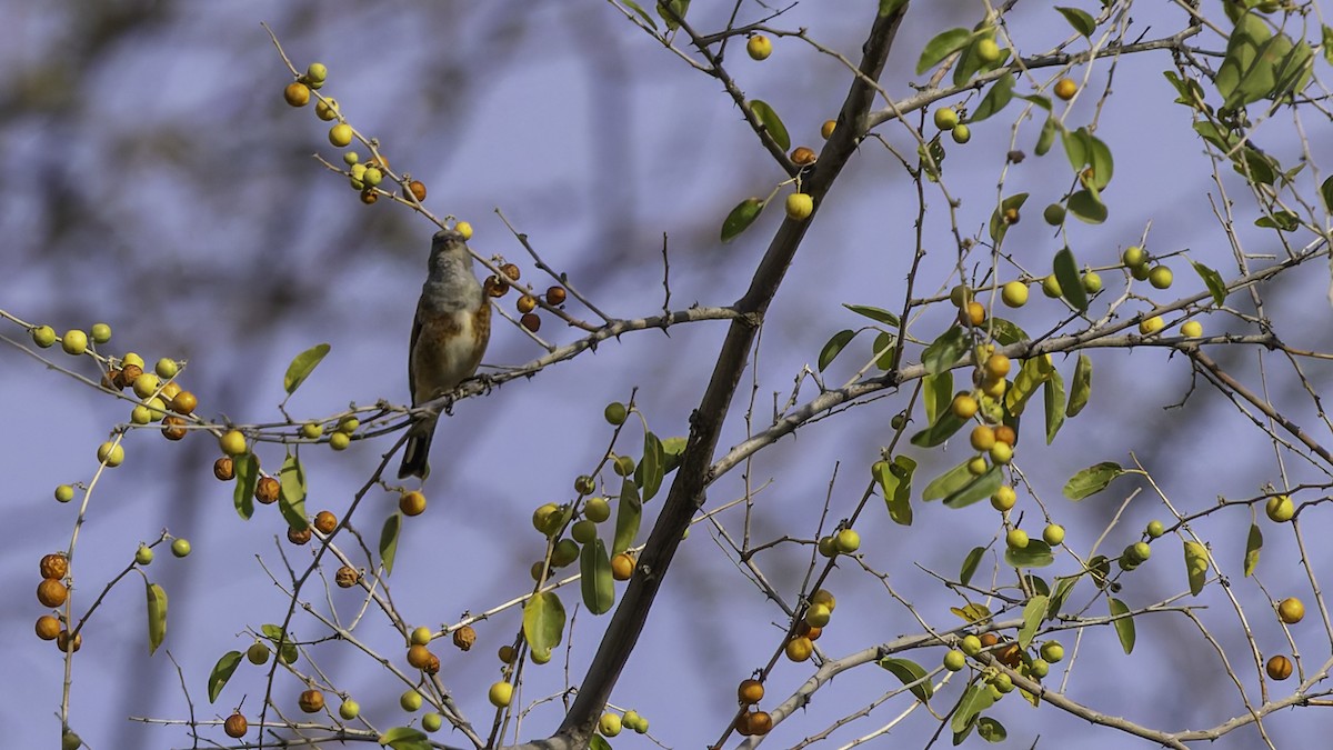 Yemen Linnet - ML632178471
