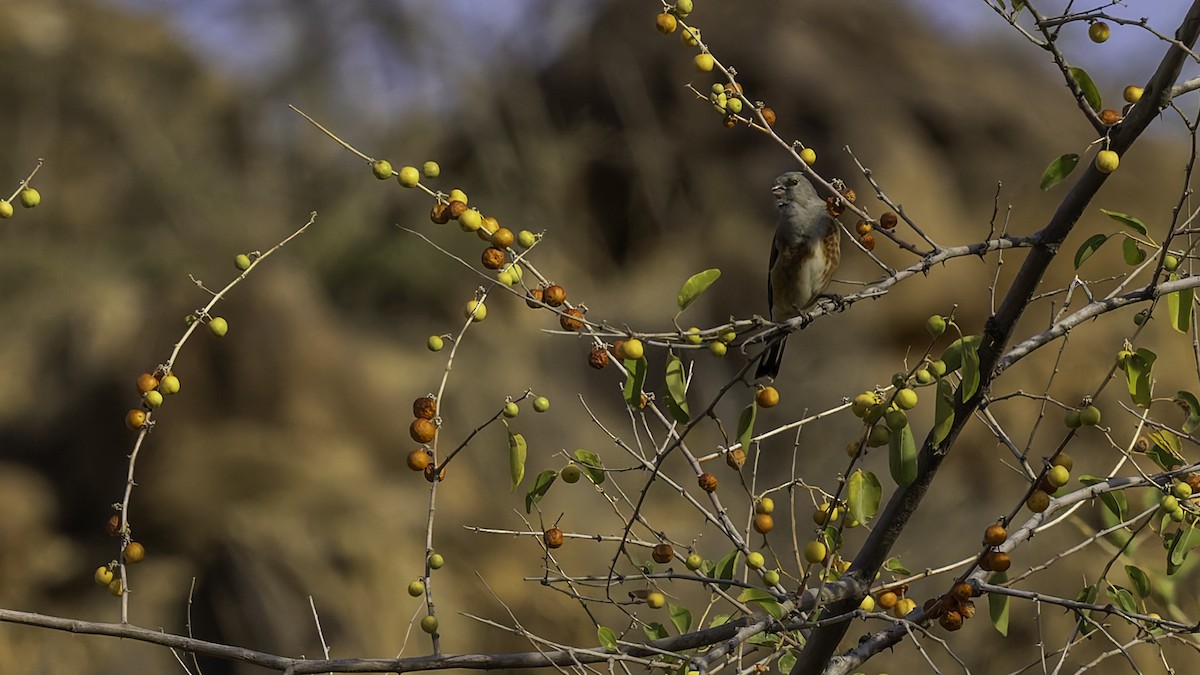 Yemen Linnet - ML632178484