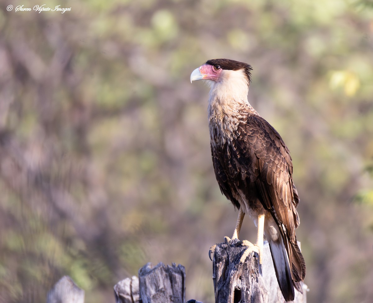 Crested Caracara - ML632178510