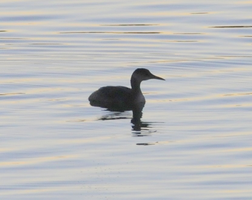 Red-necked Grebe - ML632178583