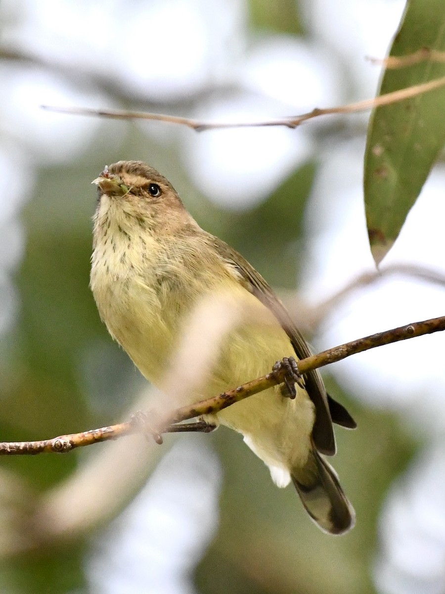 コバシムシクイ - ML632178585