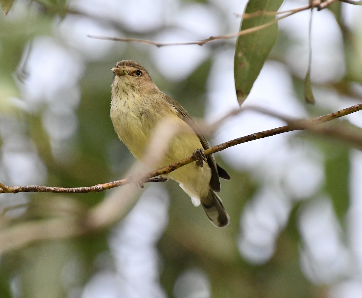 コバシムシクイ - ML632178586