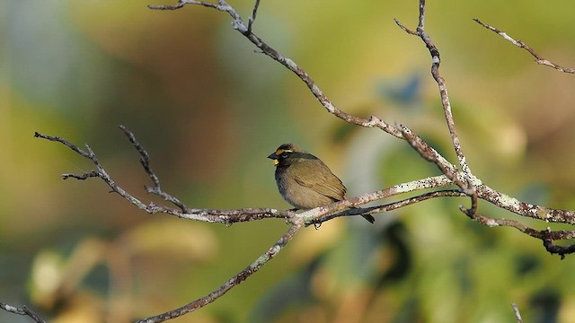Yellow-faced Grassquit - ML632178758