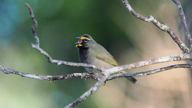 Yellow-faced Grassquit - ML632178762