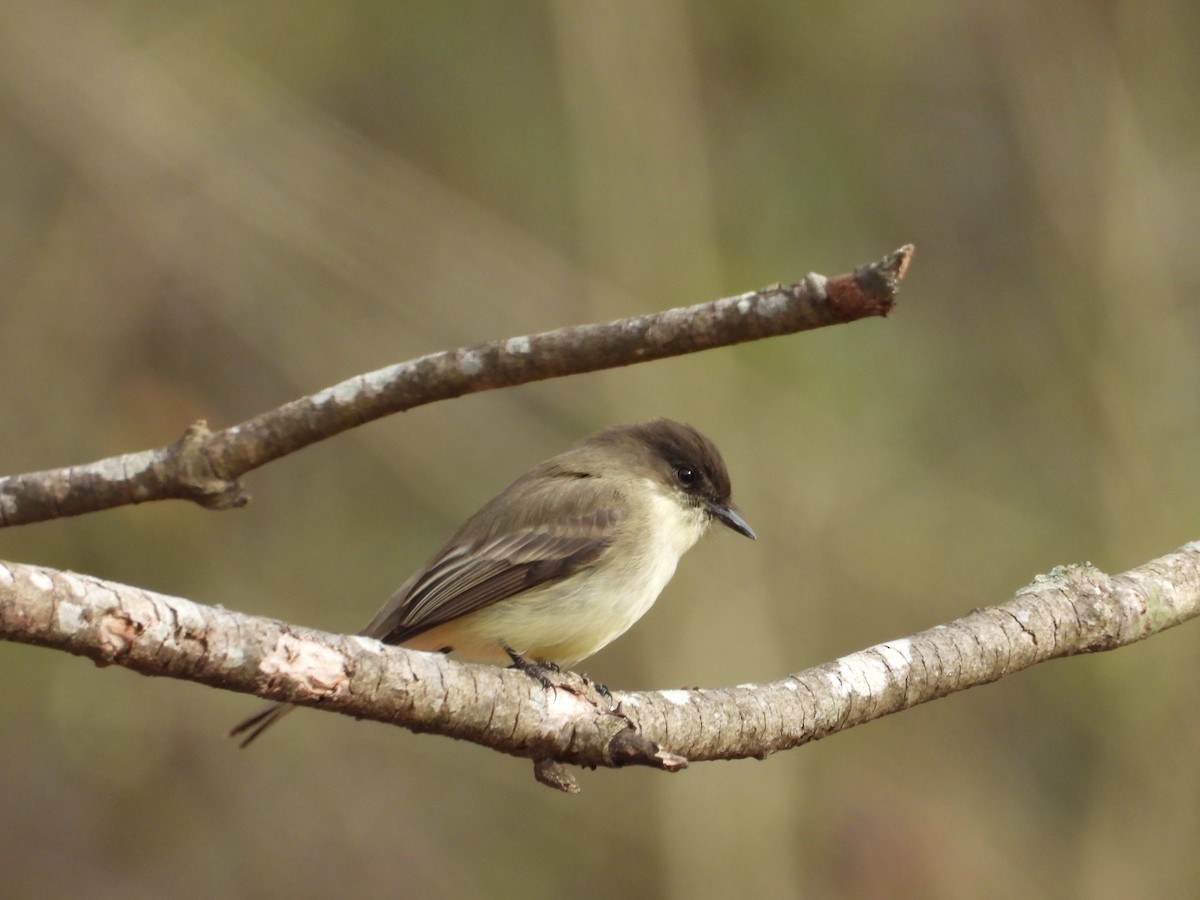 Eastern Phoebe - ML632178791