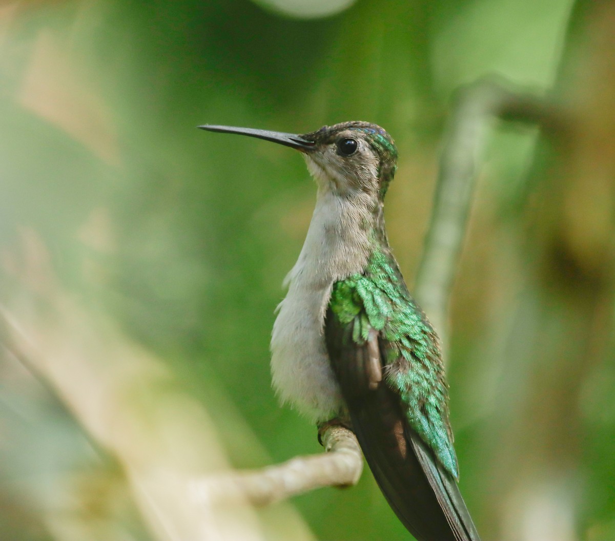 Wedge-tailed Sabrewing - ML632178818
