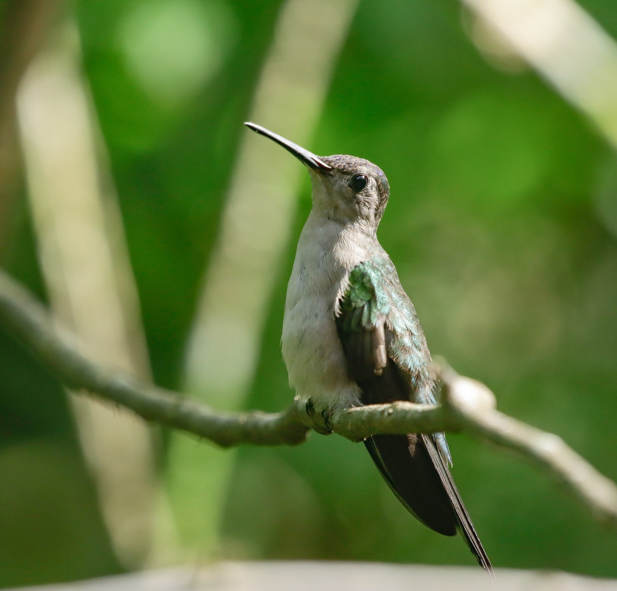 Wedge-tailed Sabrewing - ML632178819