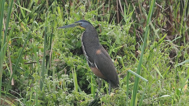 Bare-throated Tiger-Heron - ML632178850