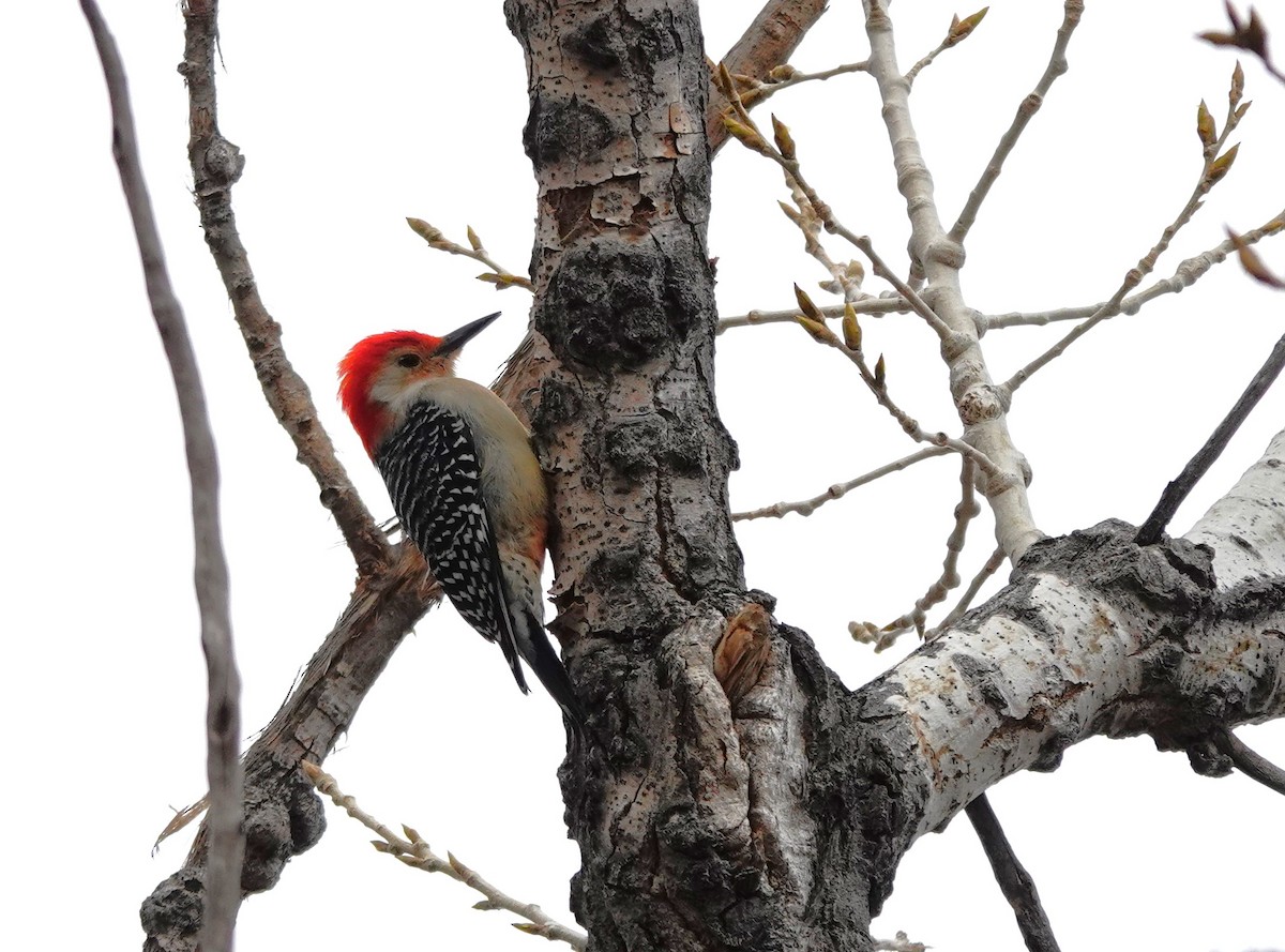 Red-bellied Woodpecker - ML632178877