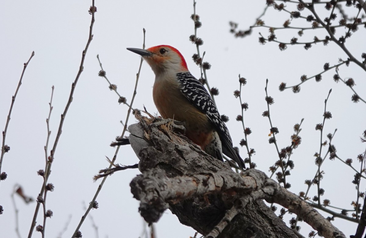 Red-bellied Woodpecker - ML632178878