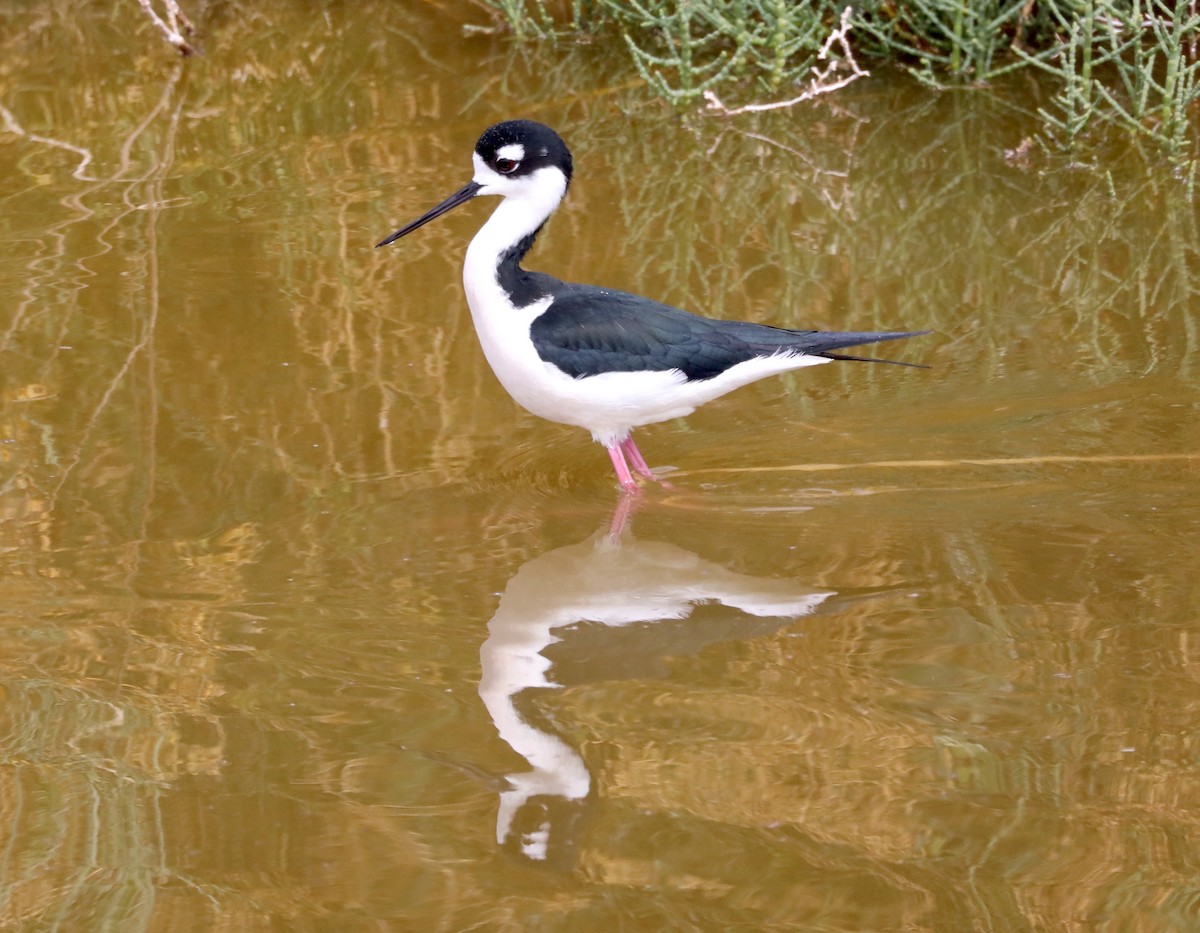 Black-necked Stilt - ML632178918