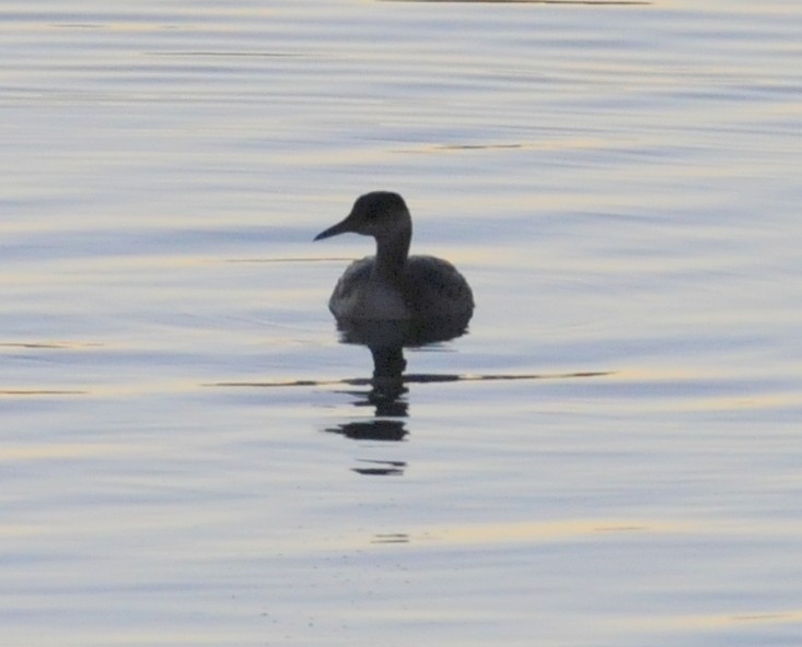 Red-necked Grebe - ML632178928